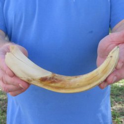 B-Grade 10" Ivory Tusk from African Warthog