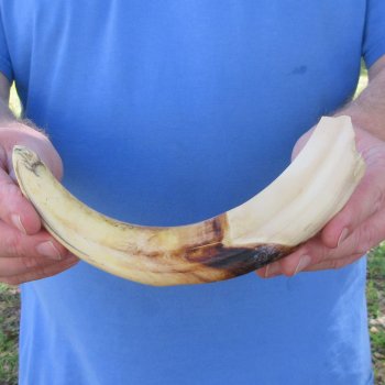 B-Grade 10" Ivory Tusk from African Warthog