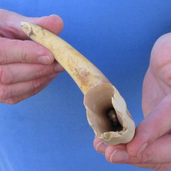 B-Grade 10" Ivory Tusk from African Warthog