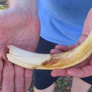 B-Grade 10" Ivory Tusk from African Warthog