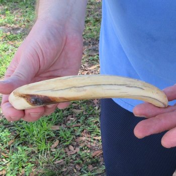 B-Grade 10" Ivory Tusk from African Warthog