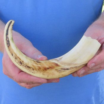 10" Ivory Tusk from African Warthog 