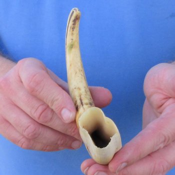 10" Ivory Tusk from African Warthog 