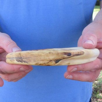 10" Ivory Tusk from African Warthog 