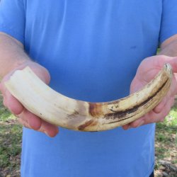 10" Ivory Tusk from African Warthog 