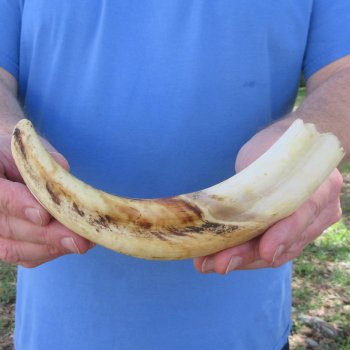 10" Ivory Tusk from African Warthog 