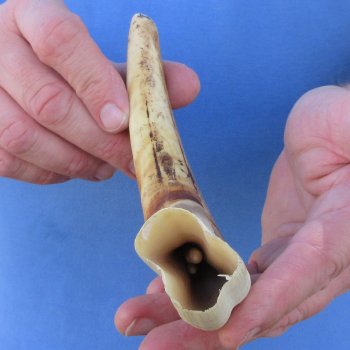 10" Ivory Tusk from African Warthog 