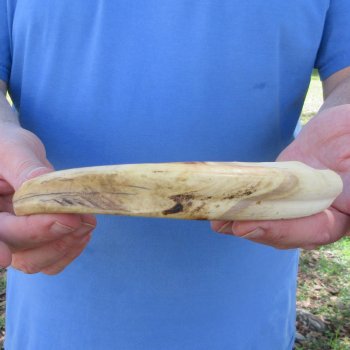10" Ivory Tusk from African Warthog 
