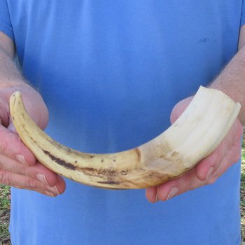 10" Ivory Tusk from African Warthog 