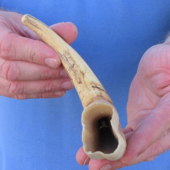 10" Ivory Tusk from African Warthog 