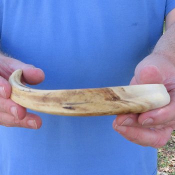 10" Ivory Tusk from African Warthog 