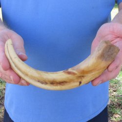 10" Ivory Tusk from African Warthog 