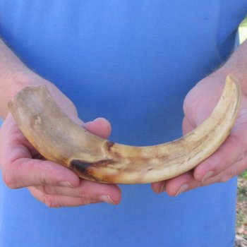 10" Ivory Tusk from African Warthog 