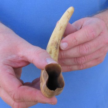 10" Ivory Tusk from African Warthog 