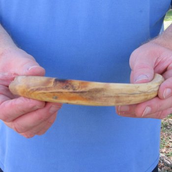10" Ivory Tusk from African Warthog 