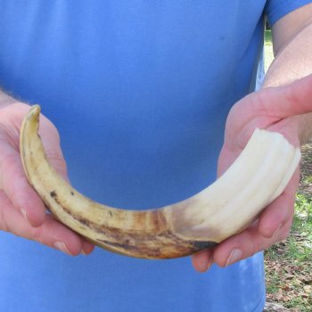 10" Ivory Tusk from African Warthog 