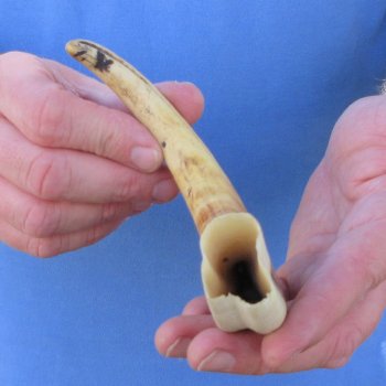 10" Ivory Tusk from African Warthog 
