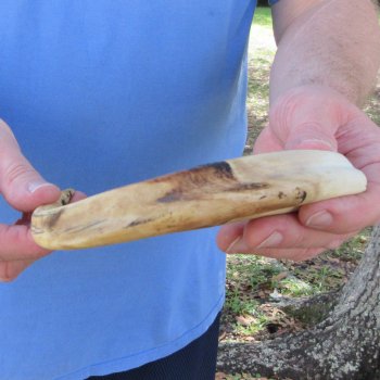 10" Ivory Tusk from African Warthog 