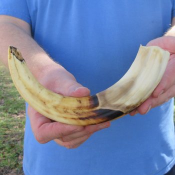 11" Ivory Tusk from African Warthog 