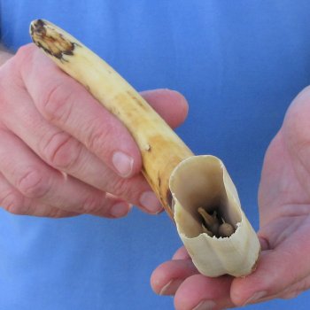 11" Ivory Tusk from African Warthog 