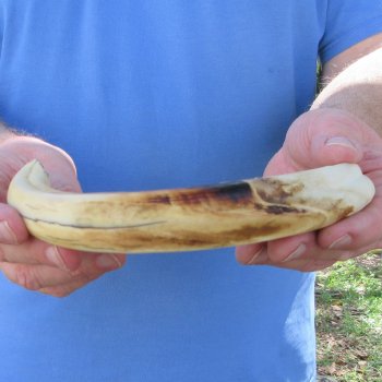 11" Ivory Tusk from African Warthog 