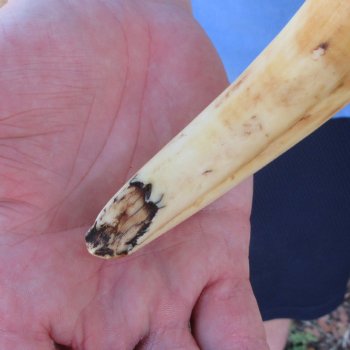11" Ivory Tusk from African Warthog 
