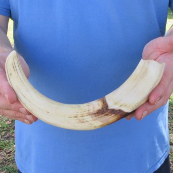 11" Ivory Tusk from African Warthog 