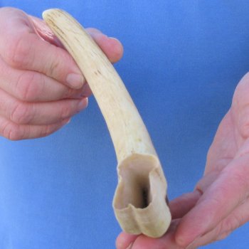 11" Ivory Tusk from African Warthog 