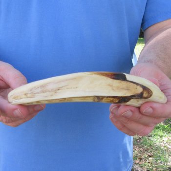 11" Ivory Tusk from African Warthog 