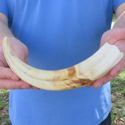 11" Ivory Tusk from African Warthog 