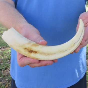 11" Ivory Tusk from African Warthog 
