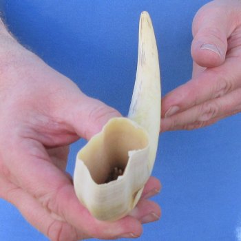 11" Ivory Tusk from African Warthog 