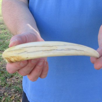 11" Ivory Tusk from African Warthog 
