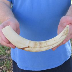 11" Ivory Tusk from African Warthog 