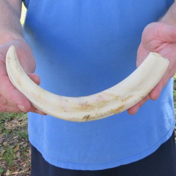 11" Ivory Tusk from African Warthog 