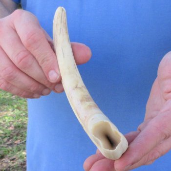 11" Ivory Tusk from African Warthog 