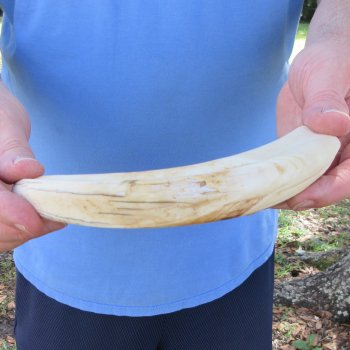 11" Ivory Tusk from African Warthog 