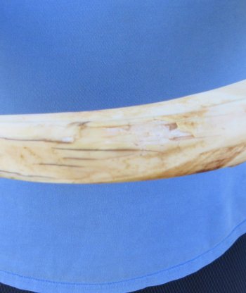 11" Ivory Tusk from African Warthog 