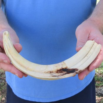 11" Ivory Tusk from African Warthog 