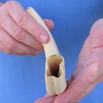 11" Ivory Tusk from African Warthog 