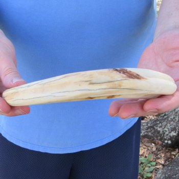 11" Ivory Tusk from African Warthog 
