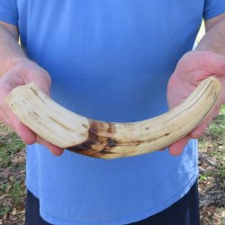 10" Ivory Tusk from African Warthog 