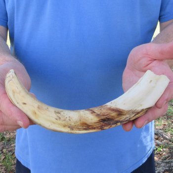 10" Ivory Tusk from African Warthog 