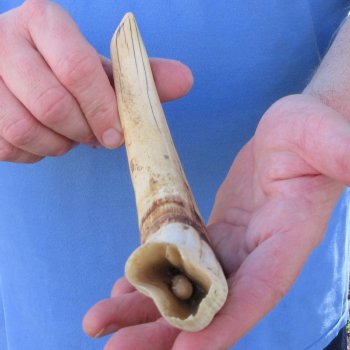 10" Ivory Tusk from African Warthog 