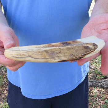 10" Ivory Tusk from African Warthog 