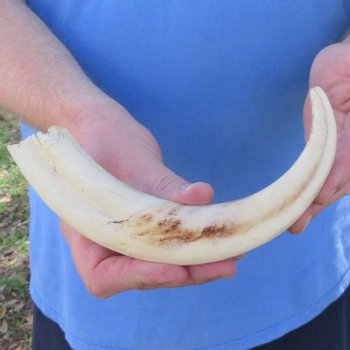 10" Ivory Tusk from African Warthog 