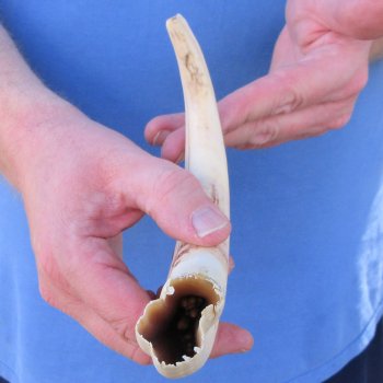 10" Ivory Tusk from African Warthog 