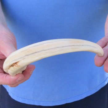 10" Ivory Tusk from African Warthog 