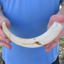 10" Ivory Tusk from African Warthog 