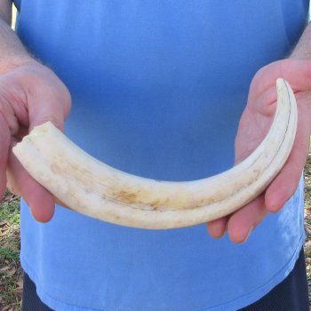 10" Ivory Tusk from African Warthog 